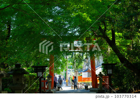 摂社　大田神社　鳥居　若葉に新緑 103770314