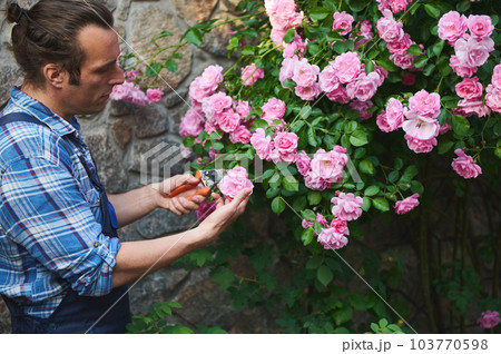 Handsome Caucasian young man gardener florist, horticulturist in work uniform, using garden scissors, cutting roses in a flowering bush, caring for the courtyard of estate. Floriculture. Horticulture 103770598