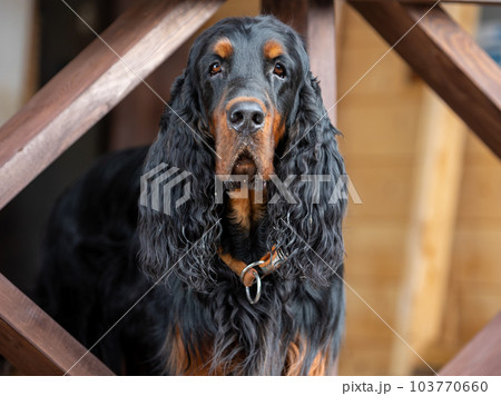 Portrait of an adult Scottish setter - Gordon...の写真素材 [103770660] - PIXTA