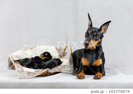 Young mother black and tan miniature pinscher lying next to her puppies Young mother black and tan miniature pinscher lying next to her puppies 103770674