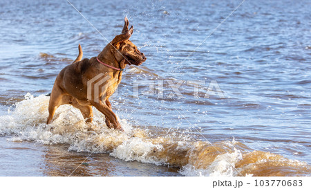 Funny brown bloodhound jumping in the river on a sunny day. 103770683