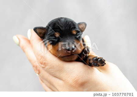 A newborn puppy of a black and tan miniature pinscher sleeps in the hands of a person 103770701