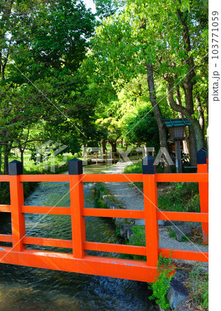池殿橋 ならの小川 若葉に新緑 上賀茂神社 池殿橋 ならの小川 若葉に新緑 上賀茂神社 103771059