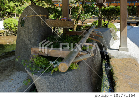 上賀茂神社　手水舎　若葉に新緑 103771164