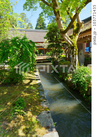 境内を流れる小川　上賀茂神社　若葉に新緑 103771435