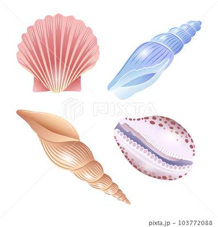 A set of vector illustrations of seashells of different shapes 103772088