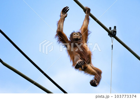 多摩動物公園　スカイウォークを渡るオランウータン 103773374