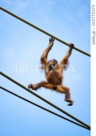 多摩動物公園　スカイウォークを渡るオランウータン 103773375