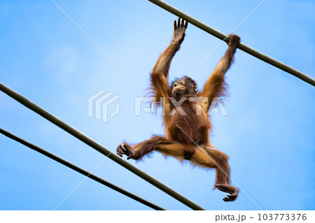 多摩動物公園 スカイウォークを渡るオランウータン 多摩動物公園 スカイウォークを渡るオランウータン 103773376