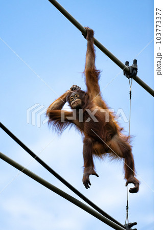 多摩動物公園　スカイウォークを渡るオランウータン 103773377