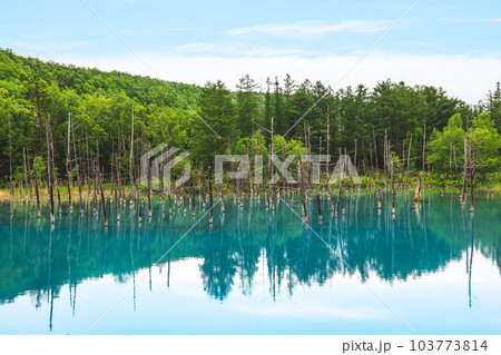 Scenery of Biei Blue Pond in Hokkaido, Japan 103773814