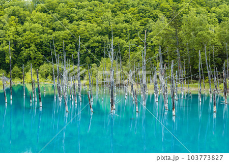 Scenery of Biei Blue Pond in Hokkaido, Japan 103773827