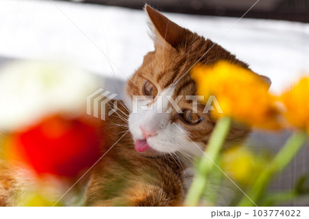 Yoing striped cat at home on table near window with flowers Yoing striped cat at home on table near window with flowers 103774022