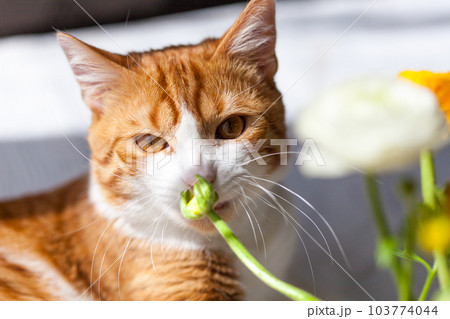 Yoing striped cat at home on table near window with flowers 103774044