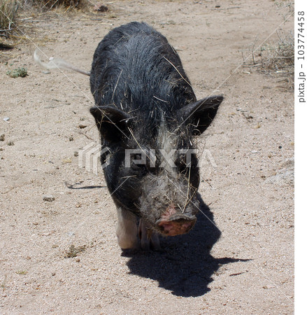 Pig in the desert wags his tail all covered in sticks 103774458