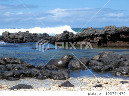 Monk Seal looking around In The Tide Pools Monk Seal looking around In The Tide Pools 103774473