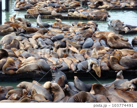 Seals Hangout At Pier 39 Seals Hangout At Pier 39 103774491