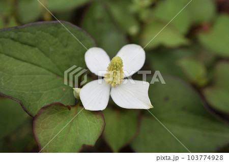 ドクダミ 103774928