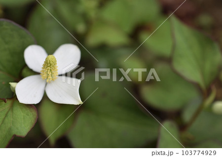 ドクダミ ドクダミ 103774929