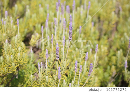デンタータ ラベンダーの花 デンタータ ラベンダーの花 103775272