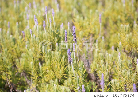 デンタータ ラベンダーの花 デンタータ ラベンダーの花 103775274