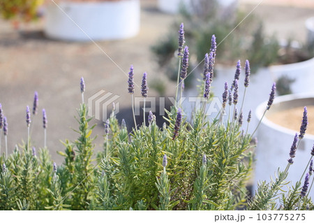 デンタータ ラベンダーの花 デンタータ ラベンダーの花 103775275