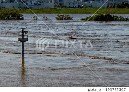 令和元年東日本台風・氾濫寸前、濁流の荒川 103775367