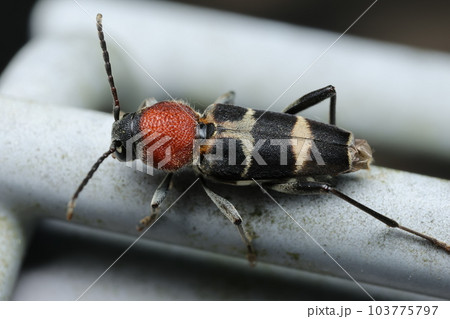 クビアカトラカミキリ 103775797