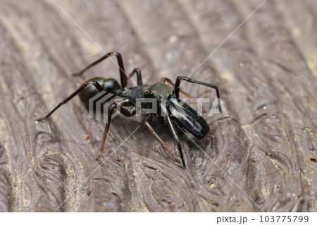 アリグモのオス 103775799