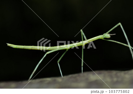 ナナフシ/ナナフシモドキ　幼虫 103775802