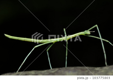ナナフシ/ナナフシモドキ 幼虫 ナナフシ/ナナフシモドキ 幼虫 103775803