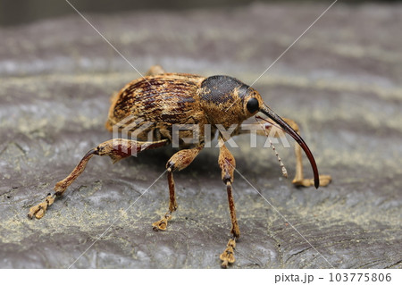 ニセコナラシギゾウムシ 103775806