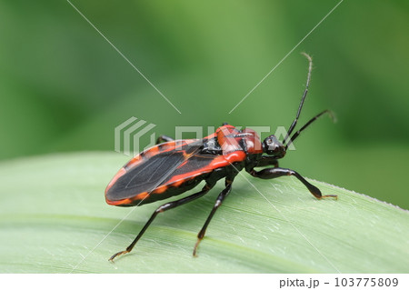 アカシマサシガメ 103775809