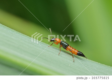 アオバアリガタハネカクシ(やけど虫) アオバアリガタハネカクシ(やけど虫) 103775815