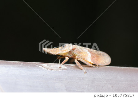 コミミズクの成虫 103775817