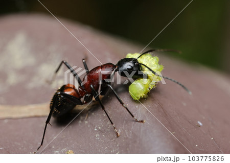 イモムシを運ぶムネアカオオアリ 103775826