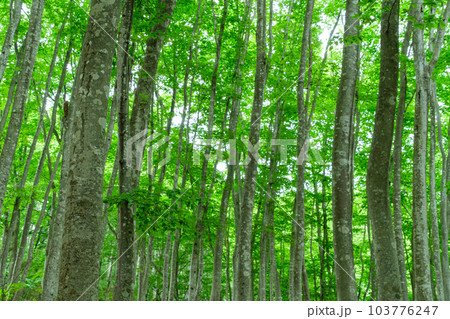 美人林のブナ林 103776247