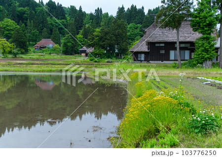茅葺屋根と水田 103776250