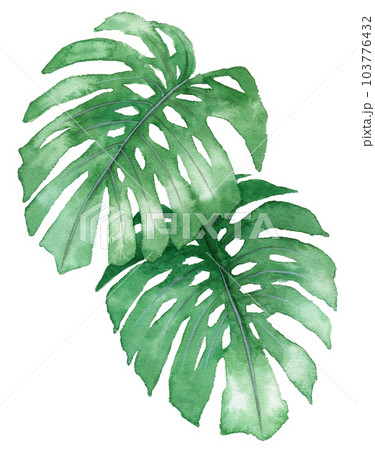 アナログ水彩観葉植物モンステラの葉のイラスト素材 [103776432] - PIXTA