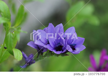 紫色の花のアップ 紫色の花のアップ 103776700