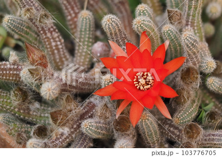 サボテンの花が一輪咲く 103776705