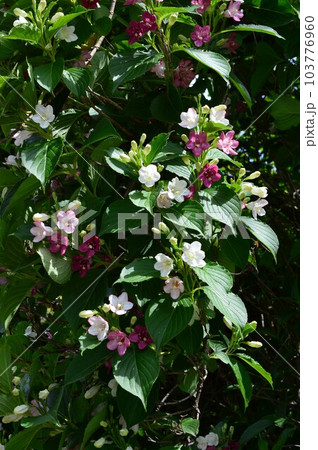 潮風に強いハコネウツギ(箱根空木)ベニウツギ 潮風に強いハコネウツギ(箱根空木)ベニウツギ 103776960