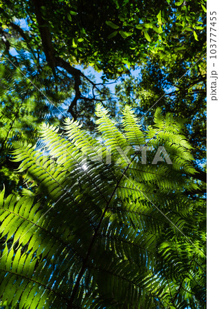 ニュージーランドのシダの1種であるシルバーファーン ニュージーランドのシダの1種であるシルバーファーン 103777455