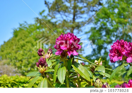 Rhododendron (Azalea) flowers in the city park under spring Rhododendron (Azalea) flowers in the city park under spring 103778028