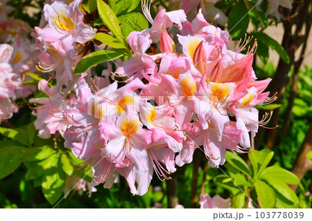 Rhododendron (Azalea) flowers in the city park under spring 103778039