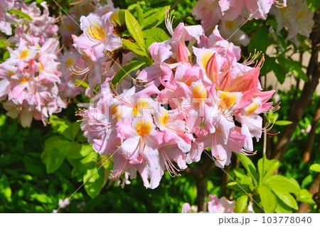 Rhododendron (Azalea) flowers in the city park under spring Rhododendron (Azalea) flowers in the city park under spring 103778040