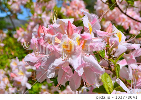 Rhododendron (Azalea) flowers in the city park under spring Rhododendron (Azalea) flowers in the city park under spring 103778041