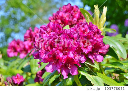 Rhododendron (Azalea) flowers in the city park under spring Rhododendron (Azalea) flowers in the city park under spring 103778051
