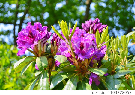Rhododendron (Azalea) flowers in the city park under spring 103778058