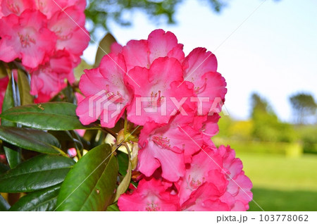 Rhododendron (Azalea) flowers in the city park under spring Rhododendron (Azalea) flowers in the city park under spring 103778062